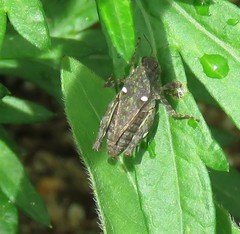 Tetrix japonica
