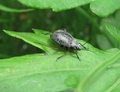 Orthocephalus funestus