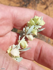 Atriplex lindleyi