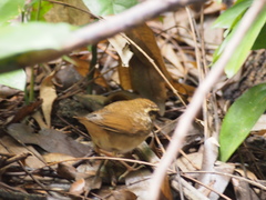 Urosphena squameiceps