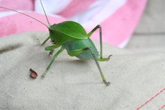 Cesacomora