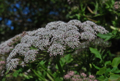 Daucus decipiens image