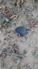 Eusattus reticulatus