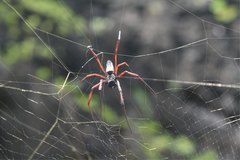 Trichonephila inaurata