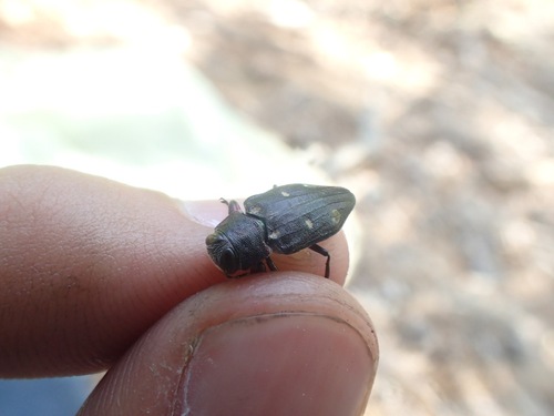 Chrysobothris igai · iNaturalist