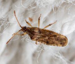 Trachypeplus chinensis