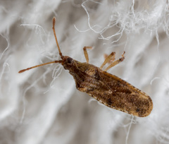 Trachypeplus chinensis