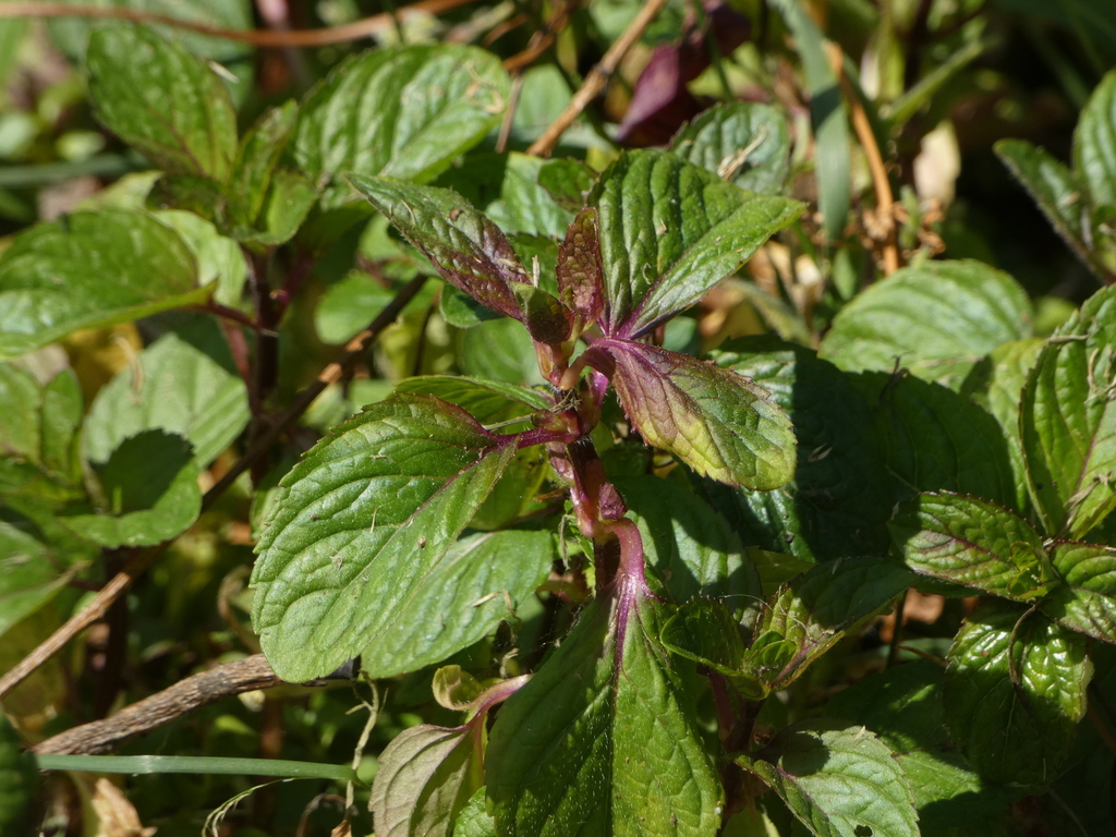 Watermint watermint from Bothell, WA, USA on June 2, 2023 at 10:30 AM by ...