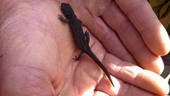 Ichthyosaura alpestris alpestris