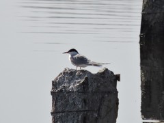 Sterna hirundo