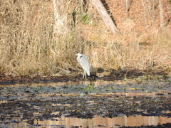 Ardea cinerea