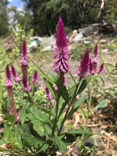Celosia spicata