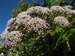 Daucus decipiens image