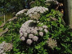 Daucus decipiens image