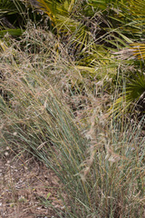 Common Thatching Grass (Hyparrhenia hirta)