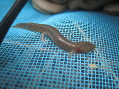 Eurycea troglodytes