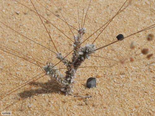 Kouebokkeveld Spookasem (Pharnaceum lanuginosum)