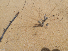 Pharnaceum lanuginosum