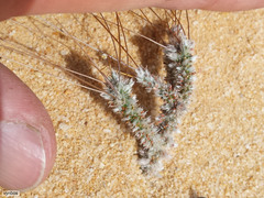 Pharnaceum lanuginosum