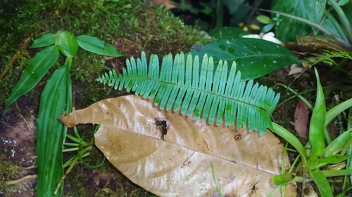 Combleaf Rockcap Fern (Pecluma pectinata)