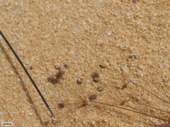 Pharnaceum lanuginosum