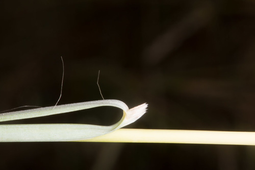 Hyparrhenia hirta