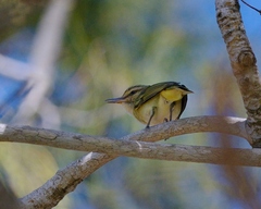 Vireo altiloquus