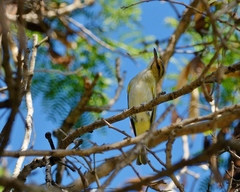 Vireo altiloquus