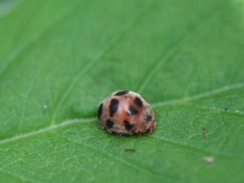 Epilachna crassimala, 2018-11-17