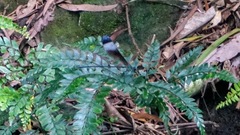 Psolodesmus mandarinus mandarinus