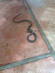 Hierophis viridiflavus carbonarius