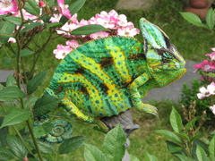 Chamaeleo calyptratus