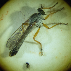 Neomochtherus schineri