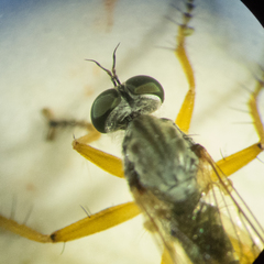 Neomochtherus schineri