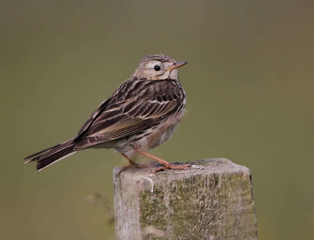Pipits