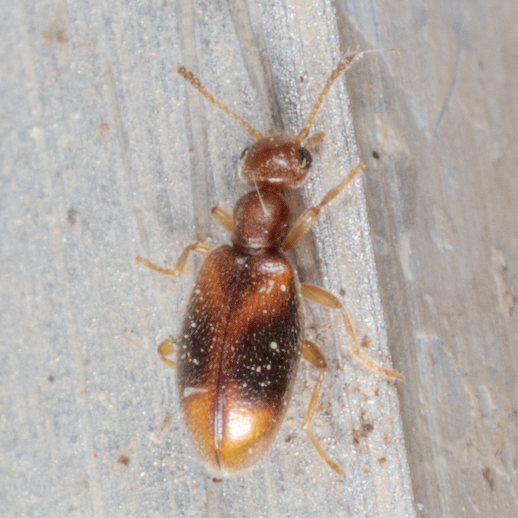 Sapintus lemniscatus