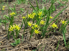 Gagea granulosa