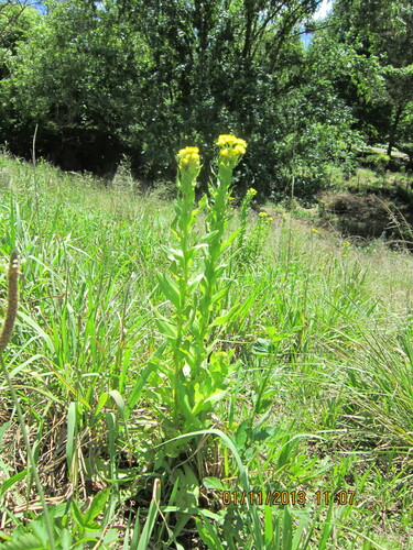 Image of Helichrysum ruderale by no rights reserved