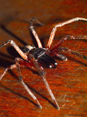 Megalostrata