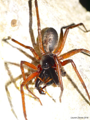 Megalostrata