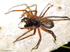 Megalostrata