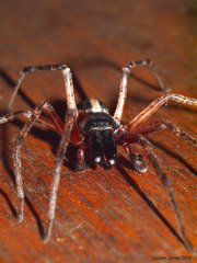Megalostrata
