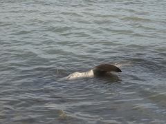 Carcharhinus brachyurus