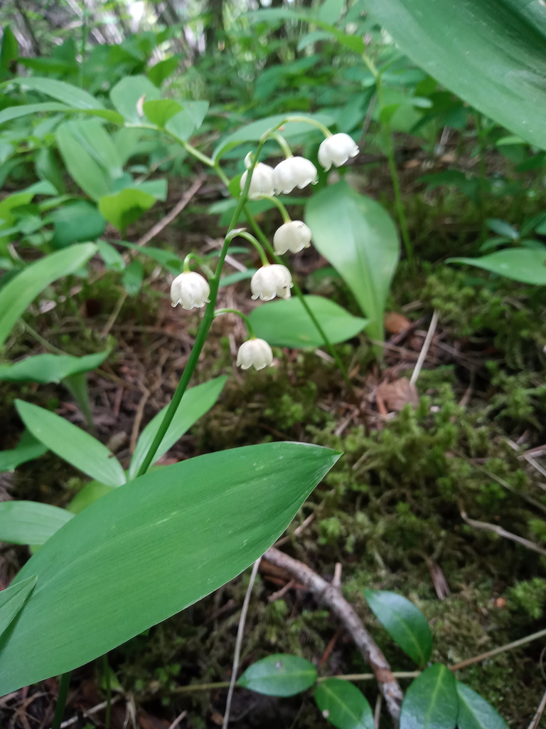 European lily of the valley from 291 Bridge St, Bigfork, MT 59911, USA ...