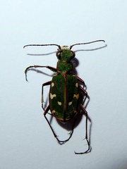 Cicindela turkestanica