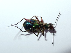 Cicindela turkestanica