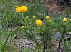 Adonis apennina