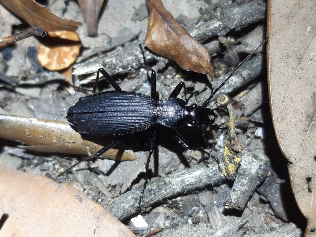 Carabus tonkinensis