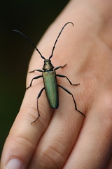 Aromia moschata moschata