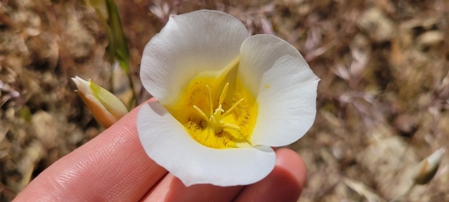 Image of Calochortus ciscoensis by no rights reserved